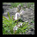 lupinus microcarpus var densiflorus - chick lupine lupinus microcarpus var densiflorus